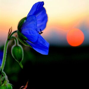 Blume im Abendlicht