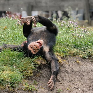 Schimpanse Serengetipark