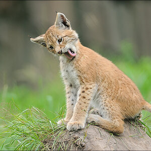 Wildpark Granat 2011 07 31 D3S 2671 2a