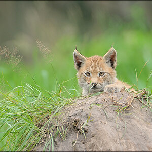 Wildpark Granat 2011 07 31 D3S 2681 2a