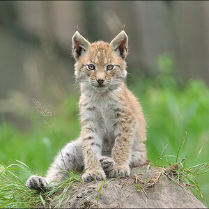 Wildpark Granat 2011 07 31 DSC 0112 2a