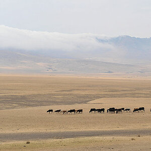 Viehherde der Maasai
im Ngorongoro Hochland
0176
