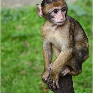 Baby Affe