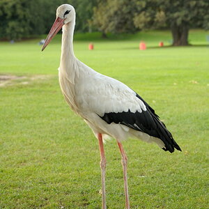 Ziemlich zahmer Storch im Luisenpark, Mannheim