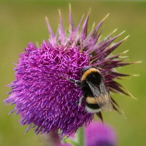 Bee