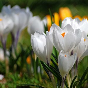 Krokusse bearbeitet 1