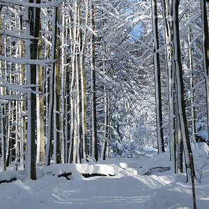 Stangenwald