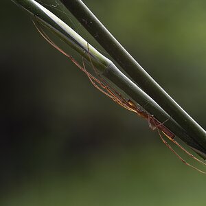Long-jawed Water Orb-web Spider