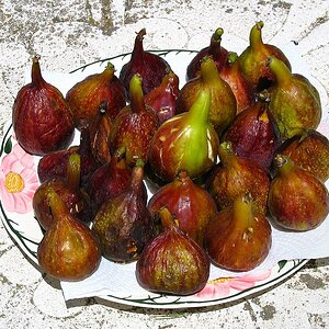 Montespertoli 2
