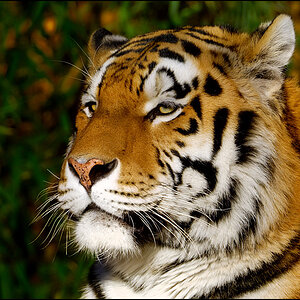 Tiger 01 - Mit einem schrecklichen Hintergrund.