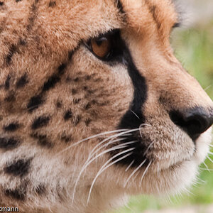 20090117 5638 [D300]   F7,1 400,00mm 2
