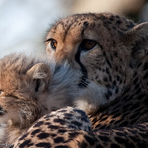 20090125 6500 [D700]   F7,1 420,00mm