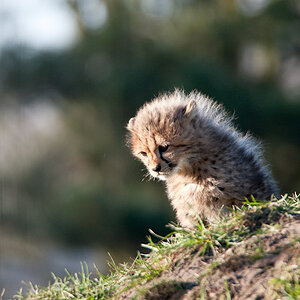 20090125 6553 [D700]   F8,0 600,00mm