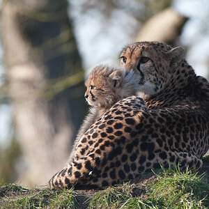 20090125 6500 [D700]   F7,1 420,00mm