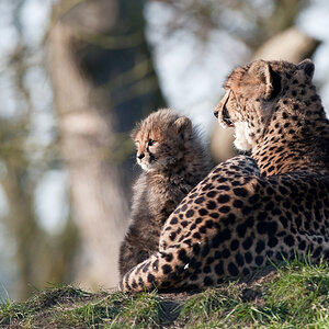 20090125 6512 [D700]   F7,1 420,00mm