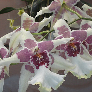Flowers Sin 005a
