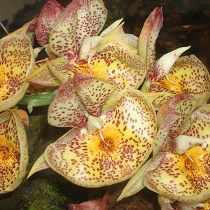 orchid Flowers Sin 003