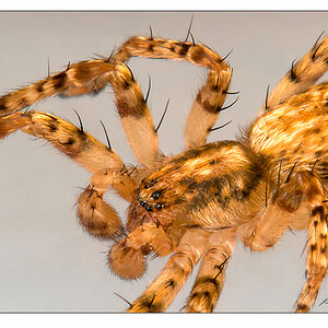 spider
