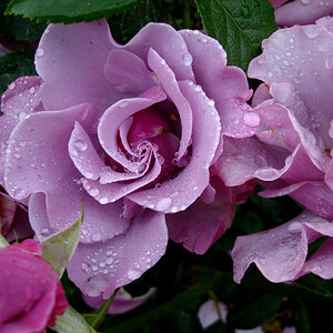 rose 1 Neuseeland 121
