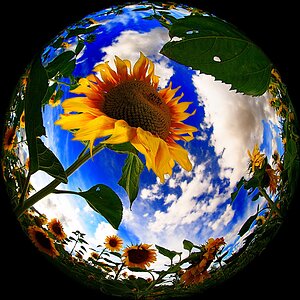 2008 08 04 Fischige Sonnenblumen und Tanke im Abendrot D7C 0291