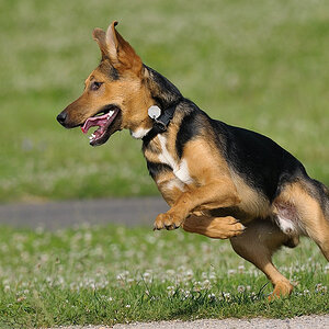 Hunde 01