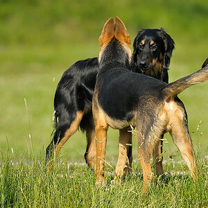 Hunde 02