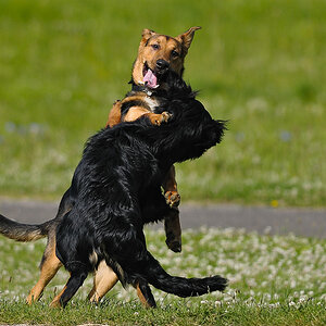 Hunde 03