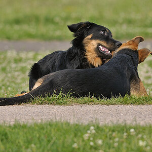 Hunde 04