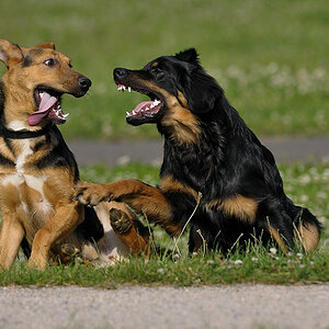 Hunde 05