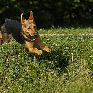 Hunde 06