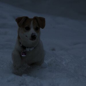 Lucy, der kleine Terriermischling, einst sah er noch so
aus - kurz bevor er von uns adoptiert wurde:
http://www.fotocommunity.de/pc/pc/pcat/461794/dis