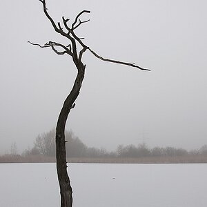 Tibaum im Nebel