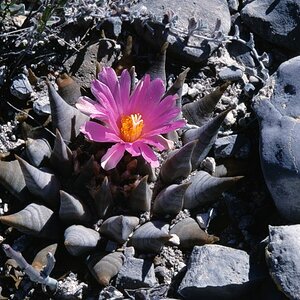 Ariocarpus confusus - Aramberri