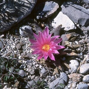 Ariocarpus confusus - Aramberri