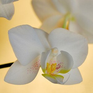 Orchidee ganz Quadrat II