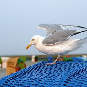 DornumMöwe