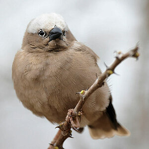 Marmorspätzling
Grey Headed Social Waever
im Kambi Ya Tembo
0212