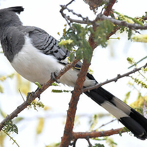 Weißbauchlärmvogel
White bellied go away bird
im Kambi Ya Tembo
0313