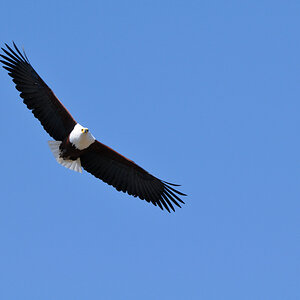 DSC2325 NFF