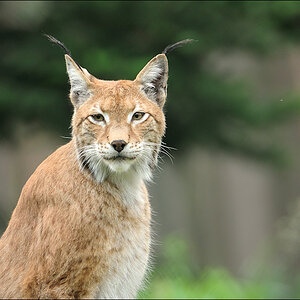 Wildpark Granat 2011 07 31 D3S 2648 1a