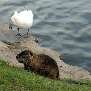 nutria