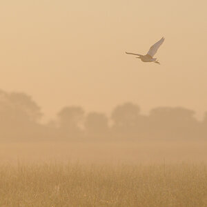 DSC12483 NFF