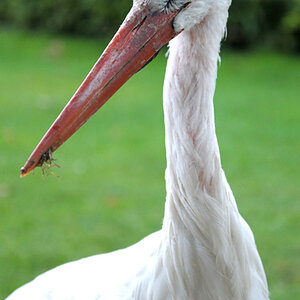 Noch ein Storch im Luisenpark in Mannheim
