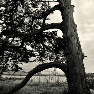 X 0062 Irland 2011 old tree