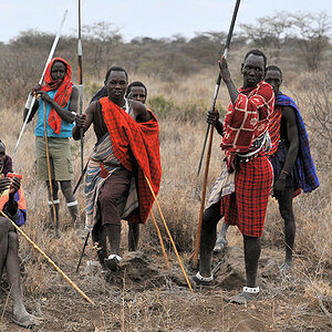 Maasai Krieger
7379