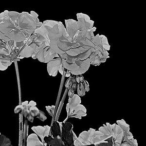 Balkonblumen