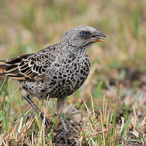 Rotschwanzweber
(Rufous-tailed Weaver)
am Flughafen in der Seronera, Serengeti
2124