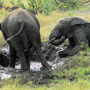 Auch Elefanten lieben Schlammbäder
Nähe Lobo, Serengeti
0981