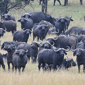 Unter Beobachtung
Büffelherde nördlich Lobo, Serengeti
2150