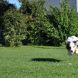 ..für den Hilfe - Hunde unscharf - was soll ich anders machen Thread...